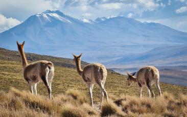 Lithium: a decarbonisation game-changer